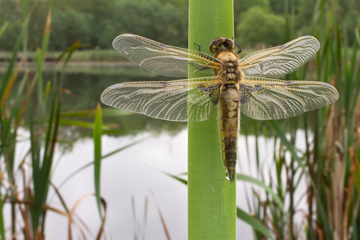 Newly emerged Four-Spotted Chaser wideangle 4